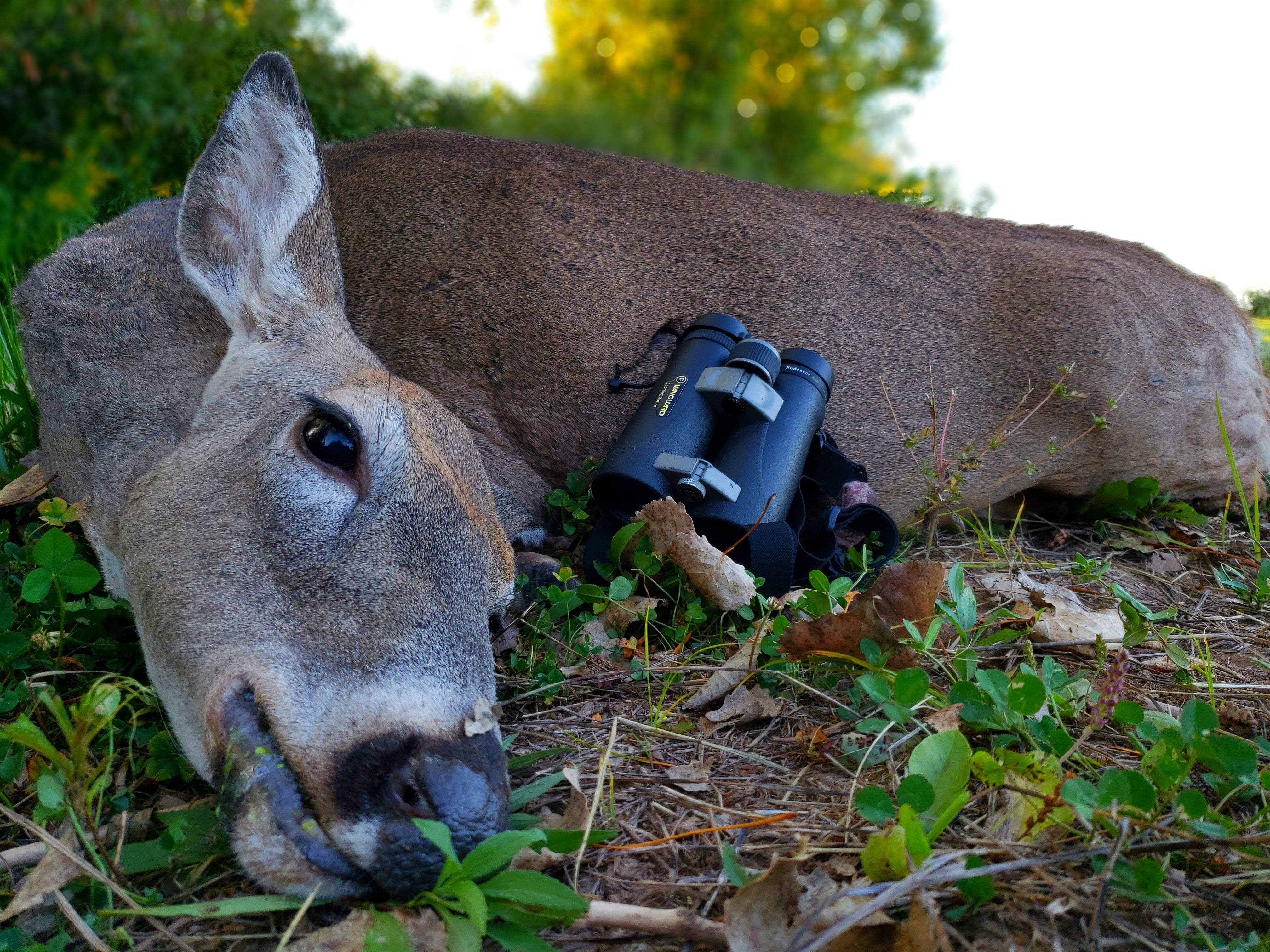 Managing doe numbers… myth versus reality. – Vanguard USA
